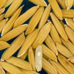 column KERNELS