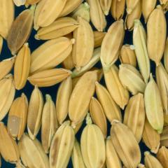 column KERNELS