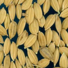 column KERNELS