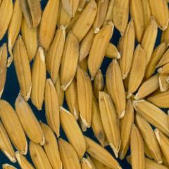 column KERNELS