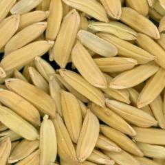 Click for 3 image(s) for this accession. KERNELS