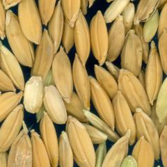 column KERNELS