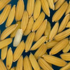 column KERNELS