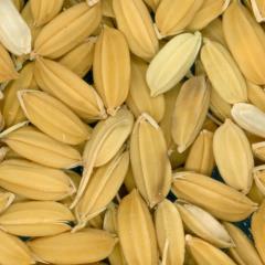 Click for 3 image(s) for this accession. KERNELS