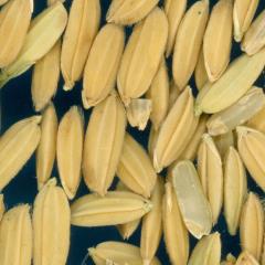 column KERNELS