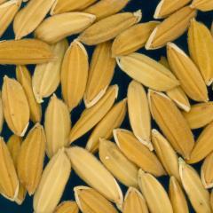 column KERNELS