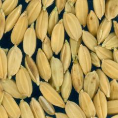 column KERNELS