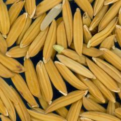column KERNELS