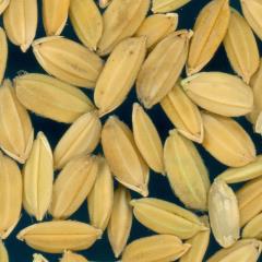 column KERNELS