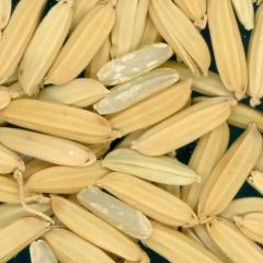 Click for 3 image(s) for this accession. KERNELS