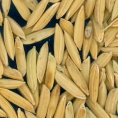 column KERNELS