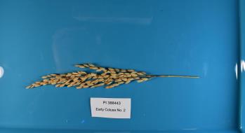 column Panicle