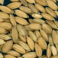 Click for 3 image(s) for this accession. KERNELS
