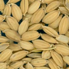 Click for 3 image(s) for this accession. KERNELS