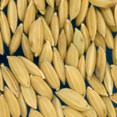 column KERNELS