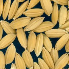 column KERNELS