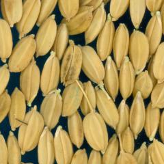column KERNELS