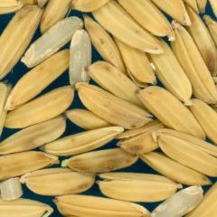 column KERNELS