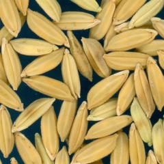 column KERNELS