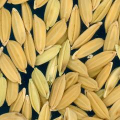 column KERNELS