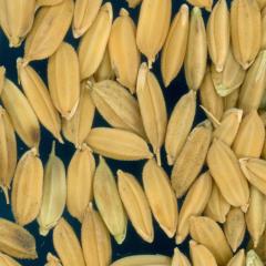 column KERNELS