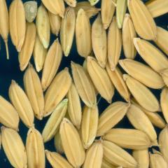 column KERNELS
