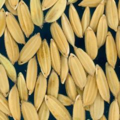 column KERNELS