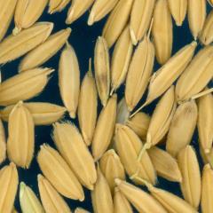 column KERNELS