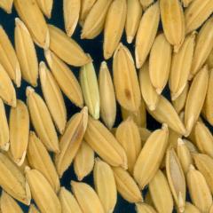 column KERNELS