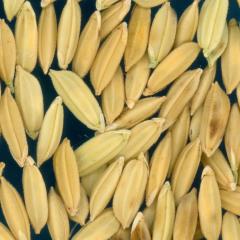 column KERNELS