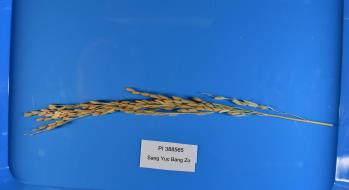 column Panicle