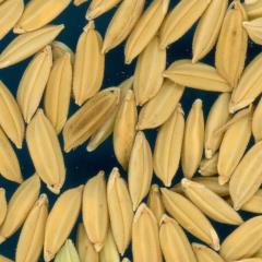 column KERNELS