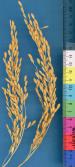 column PANICLE