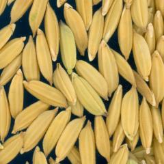 column KERNELS