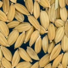 KERNELS