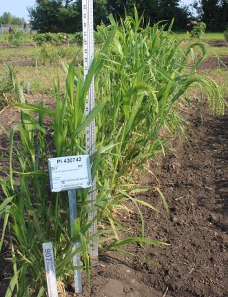 Click for 2 image(s) for this accession. FIELD