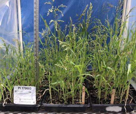 Click for 1 image(s) for this accession. GREENHOUSE
