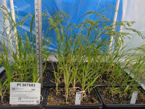 Click for 1 image(s) for this accession. GREENHOUSE