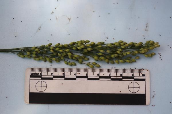column PANICLE