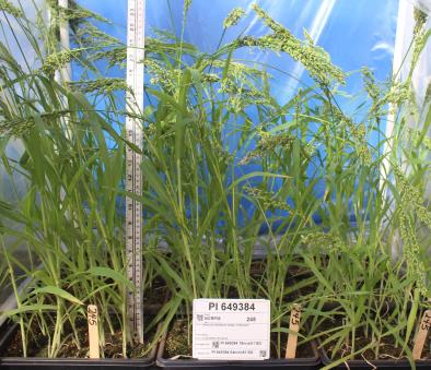 Click for 3 image(s) for this accession. GREENHOUSE