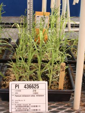 Click for 1 image(s) for this accession. GREENHOUSE
