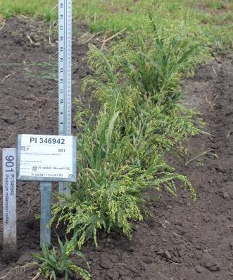 Click for 1 image(s) for this accession. FIELD