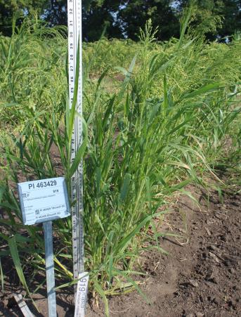 Click for 1 image(s) for this accession. FIELD