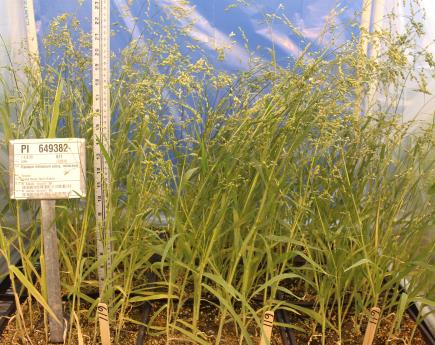 Click for 1 image(s) for this accession. GREENHOUSE