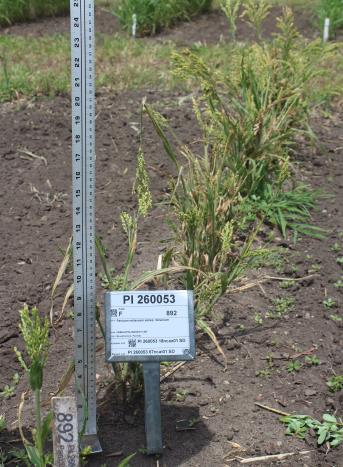 Click for 1 image(s) for this accession. FIELD