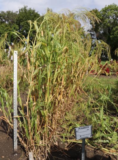 Click for 1 image(s) for this accession. FIELD