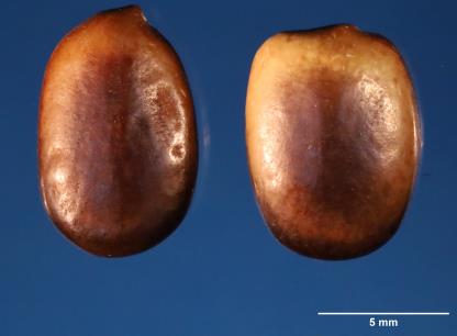 Click for 2 image(s) for this accession. SEED