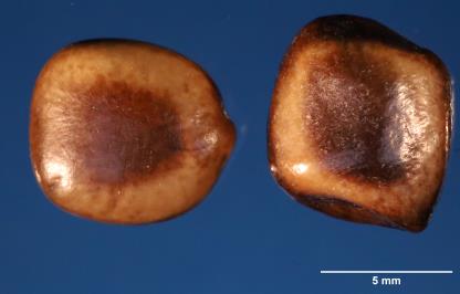 Click for 2 image(s) for this accession. SEED