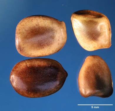 Click for 1 image(s) for this accession. SEED