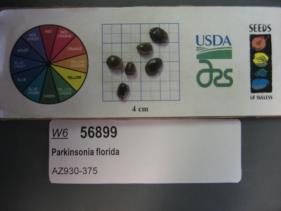 Click for 1 image(s) for this accession. SEED